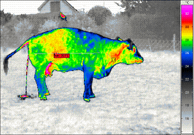 Thermografie - Medizin